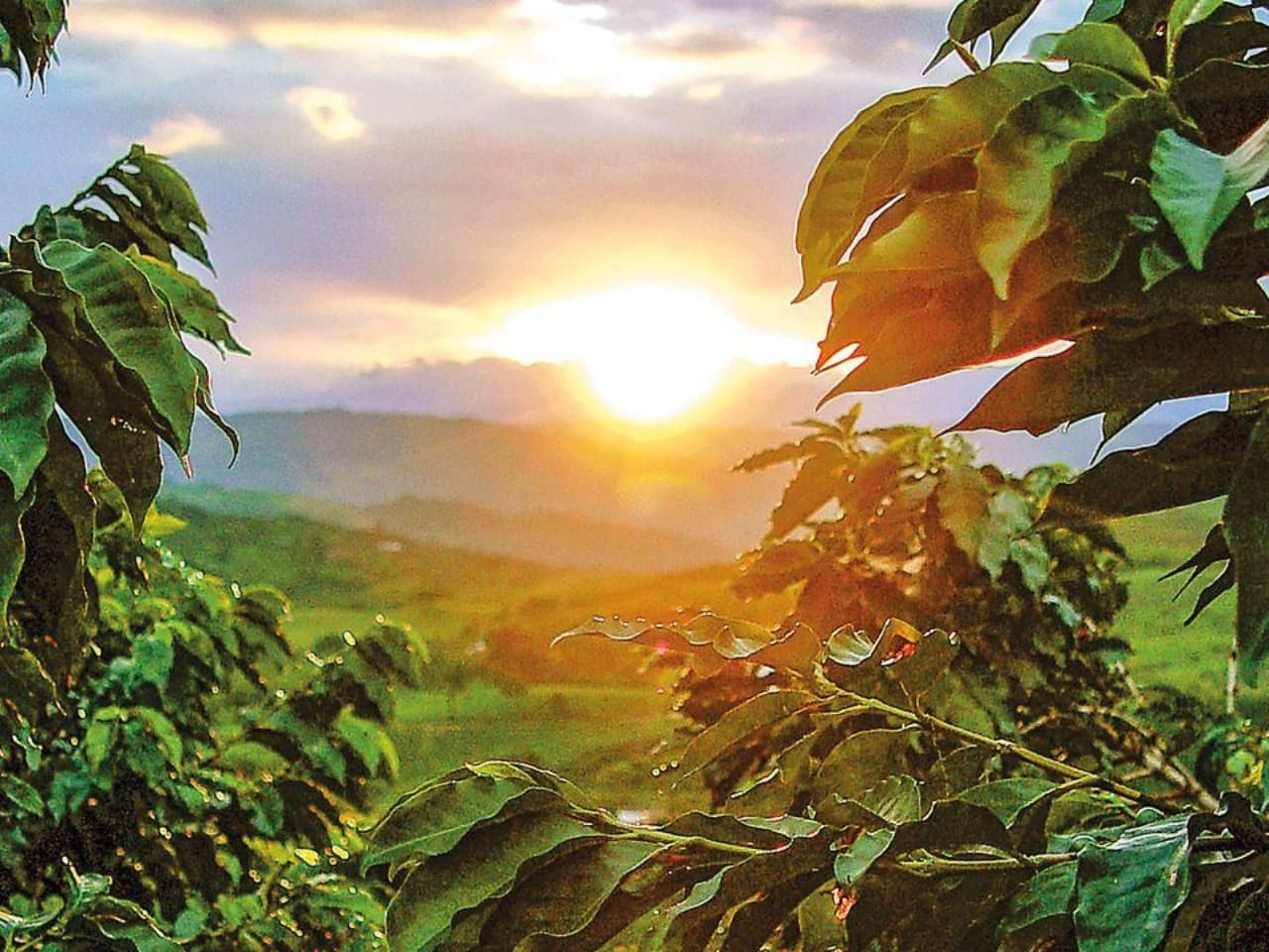 Alquiler de finca con los mejores paisajes en Colombia