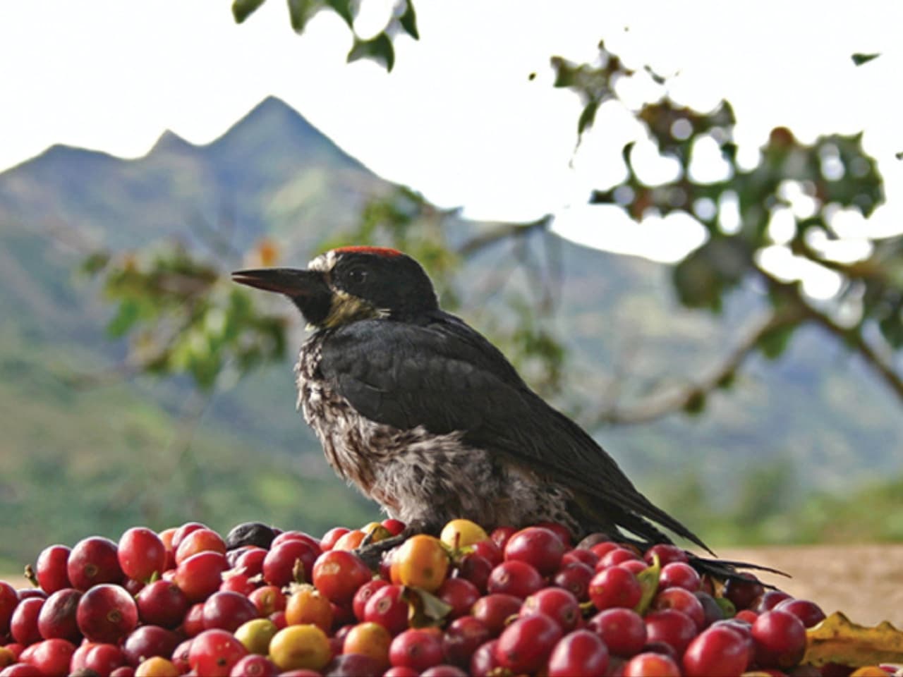 Avistamiento de aves en finca villas del sol Colombia